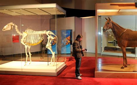How Phar Lap's skin, bones and heart became 'holy relics' in.